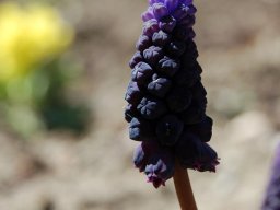 Muscari neglectum